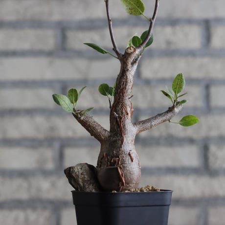 Bursera schlectendalii (3号鉢)  no.705/97
