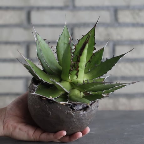 Agave horrida × takero pot (5号)  no.920/31