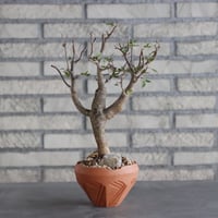 Bursera fagaroides × N/OH(4号)  no.906/4
