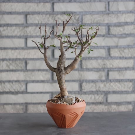 Bursera fagaroides × N/OH(4号)  no.906/4