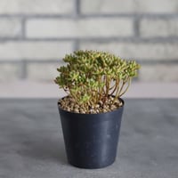 Aeonium sedifolium / 小人の祭 (3号鉢) no.719/165