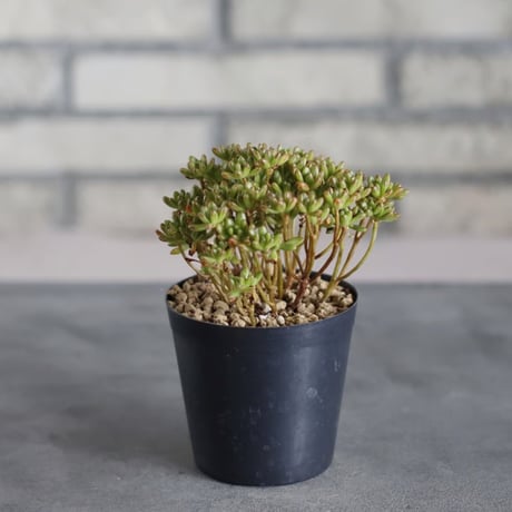 Aeonium sedifolium / 小人の祭 (3号鉢) no.719/165