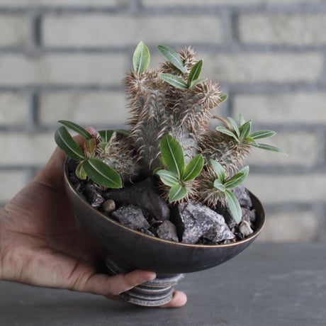 Pachypodium 大黒×makayense × takero pot (5.5号)  no.920/30