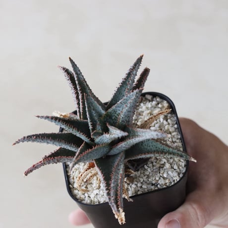 【tres】Aloe hyb (3号)  no.816/39