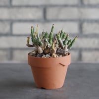 Euphorbia ornithopus (鳥足麒麟) × YAMABACHI (3号)  no.906/38