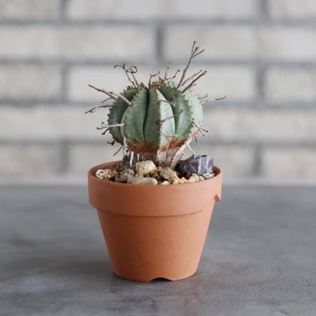 Euphorbia valida × YAMABACHI (3号)  no.913/78