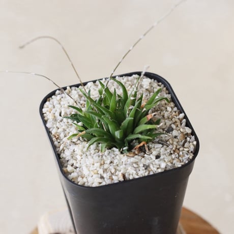 【tres】Haworthia floribunda var. dentata (3号)  no.816/10