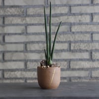 Sansevieria erythraea × N/OH (3号)  no.920/14