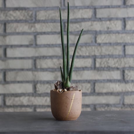 Sansevieria erythraea × N/OH (3号)  no.920/14