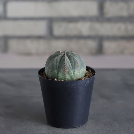 Euphorbia obesa (3号鉢)  no.719/160