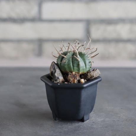 Euphorbia valida × nos pot (2号)  no.712/40