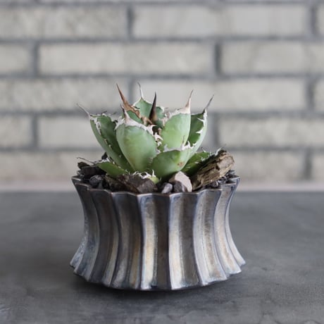 Agave titanota sp. No.1 × soso (4号)  no.712/20