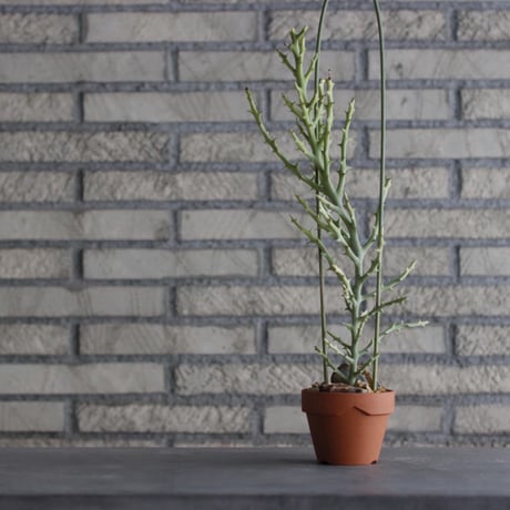 Euphorbia stenoclada × YAMABACHI (3号) no.927/57