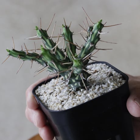 【tres】Euphorbia actinoclada (3号)  no.816/31