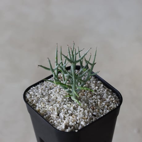 【tres】Euphorbia spinea (3号)  no.816/36