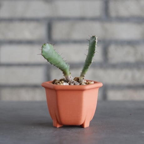 Euphorbia opuntioides × nos pot (2.5号)  no.1004/138