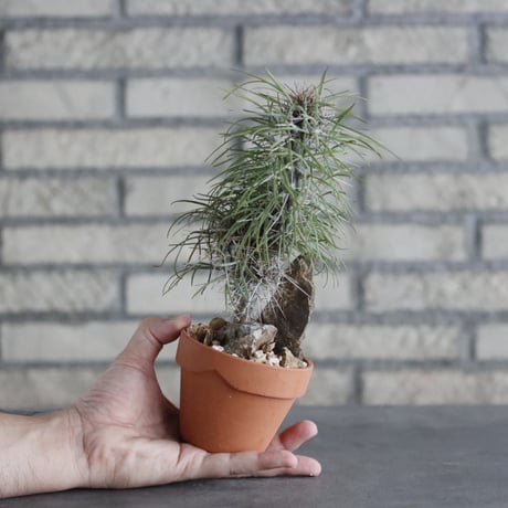 Didierea madagascariensis × YAMABACHI (3号)  no.906/33