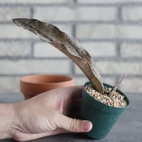 Sansevieria Kirkii var. pulchra (2.5号) ＋YAMABACHI  no.830/31