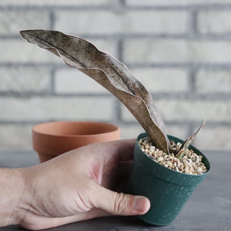 Sansevieria Kirkii var. pulchra (2.5号) ＋YAMABACHI  no.830/31