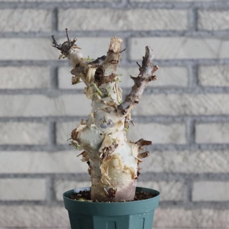 Commiphora kataf ver.turkanensis (4号)   no.830/46