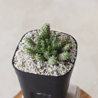【tres】Euphorbia clavarioides (3号)  no.816/21