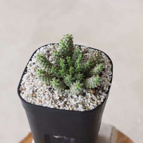【tres】Euphorbia clavarioides (3号)  no.816/21