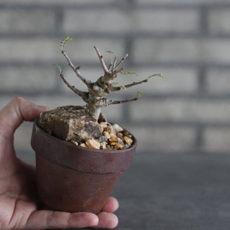 Boswellia neglecta Mutha × YAMABACHI var.六本芽 (3号)   no.927/62