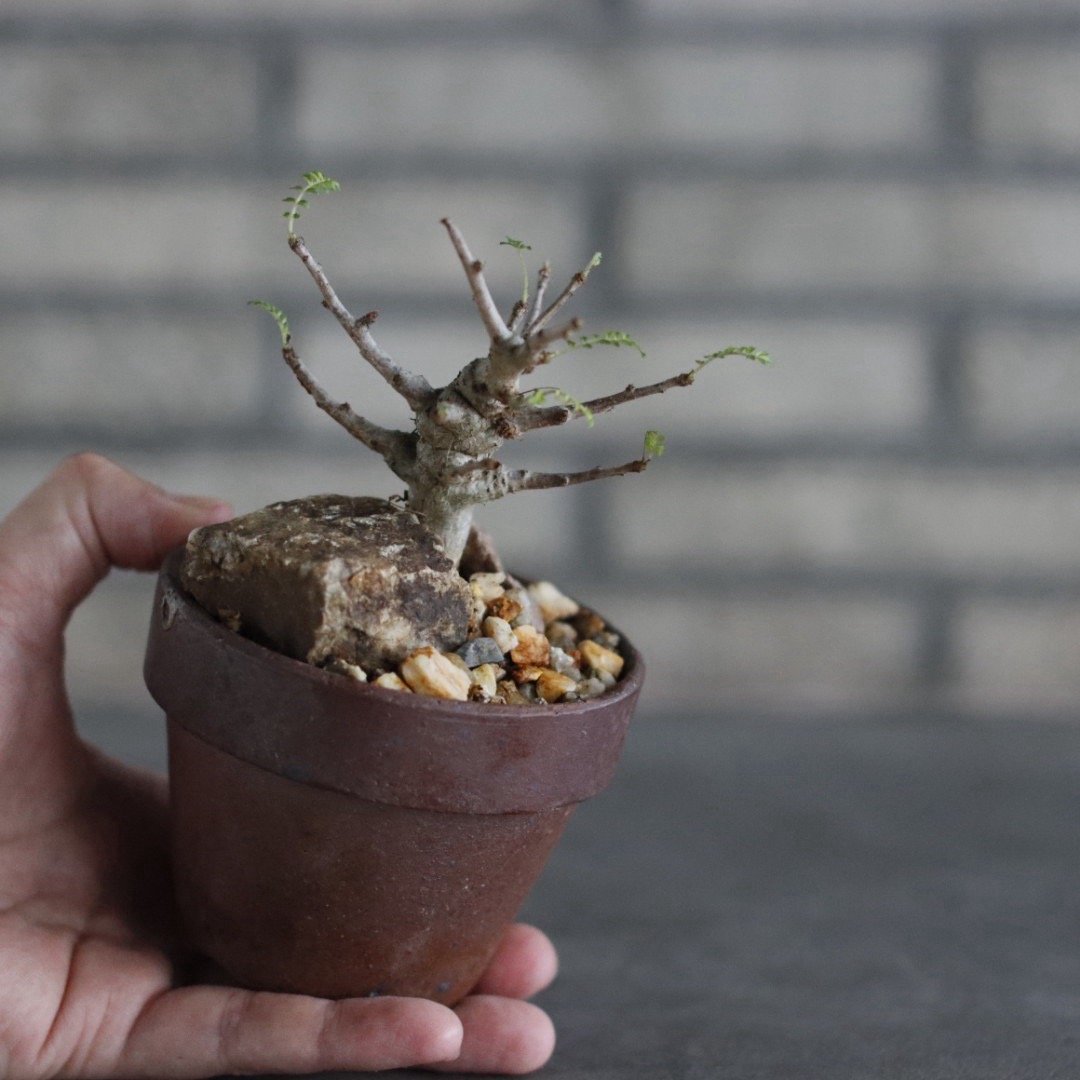 Boswellia neglecta Mutha × YAMABACHI var.六本芽 (3