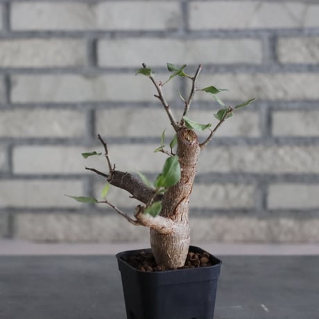 Bursera schlechtendali (2.5号)  no.830/51