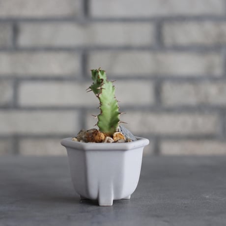 Euphorbia tortirama  × nos pot (2.5号) no.1004/139