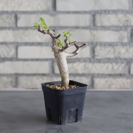Bursera hindsiana (3号鉢)  no.705/96