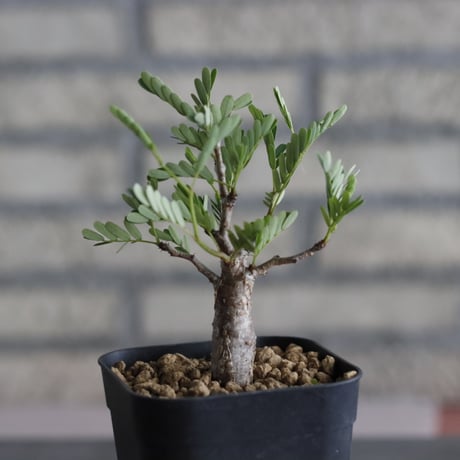 Senna meridionalis (3号鉢)  no.705/139