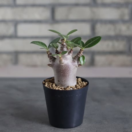 Adenium arabicum 'Black skin' (3号鉢)  no.719/156
