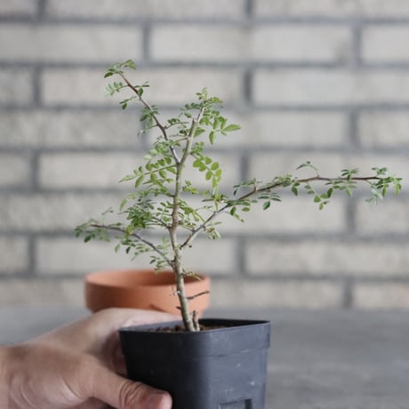 Bursera aptera (2.5号) ＋YAMABACHI  no.830/36