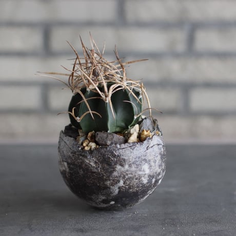 Astrophytum capricorne v. crassispinum (水牛大鳳玉) × takero pot (3.5号)  no.920/35