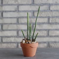 Euphorbia oncoclada × YAMABACHI (3号)  no.1004/116