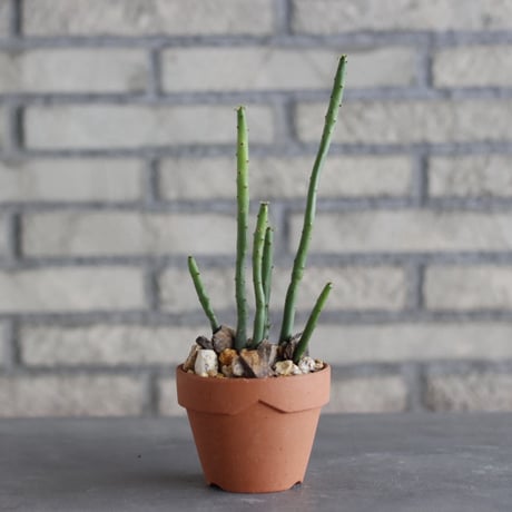 Euphorbia oncoclada × YAMABACHI (3号)  no.1004/116