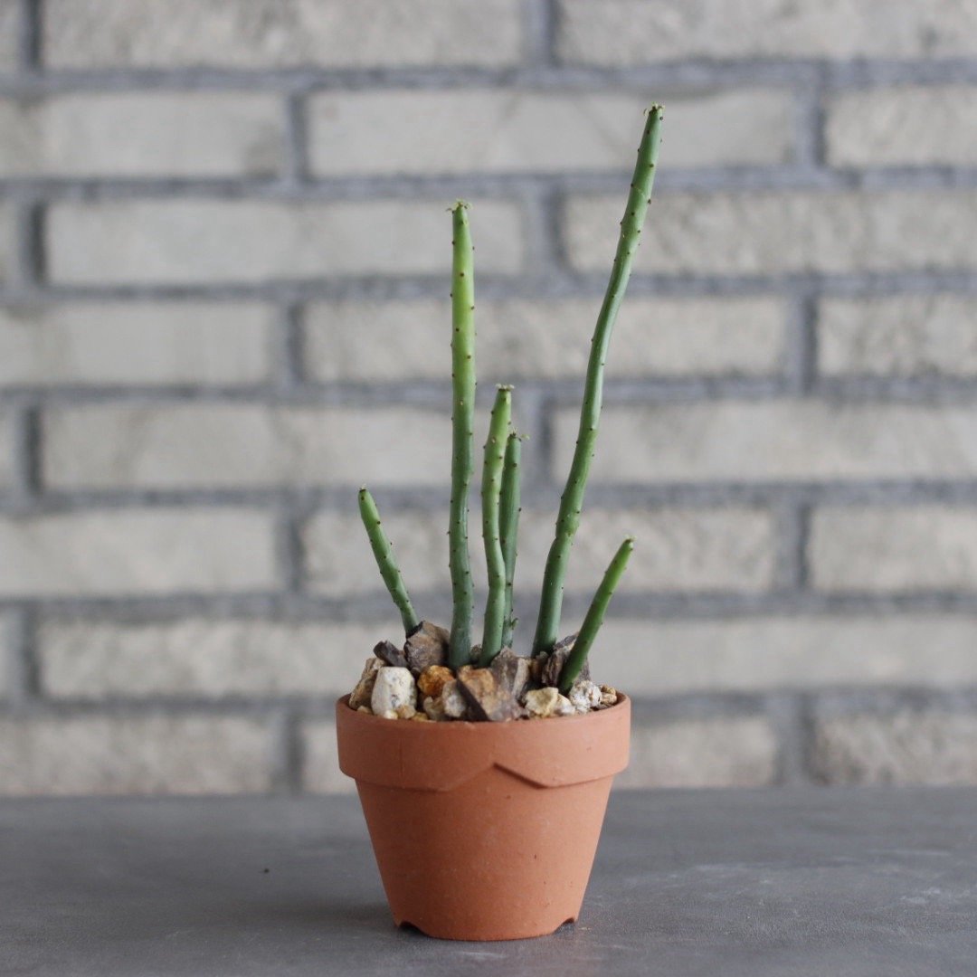 Euphorbia oncoclada × YAMABACHI (3号) no.1004/1