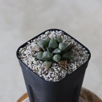 【tres】Haworthia picta (3号)  no.816/3