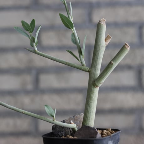 Adenia pechuelii (3号鉢)  no.705/148