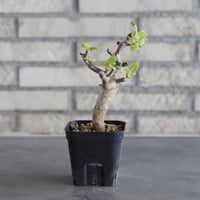 Bursera hindsiana (3号鉢)  no.705/96