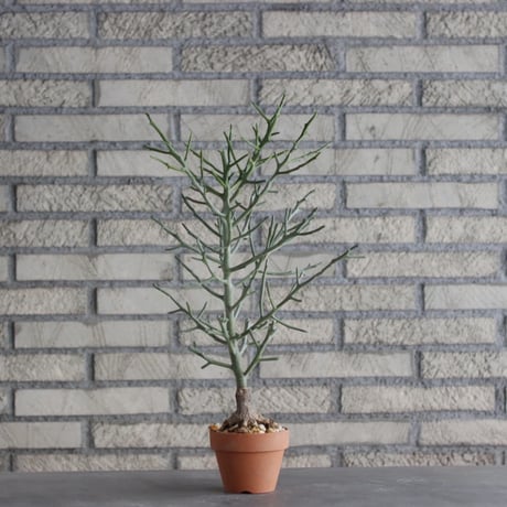 Euphorbia arahaka × YAMABACHI (3号)  no.1004/112