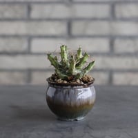【The One】Euphorbia schizacantha × 安西岳郎 / 中川智治 (3号)  no.823/26