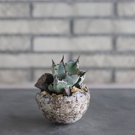 Agave titanota black&bule × takero pot (3号)  no.712/24