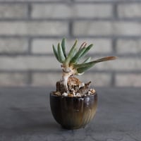 【芽の巣山】Euphorbia horrida f. monstruosa × 安西岳郎 / 中川智治 (2.5号)  no.823/36