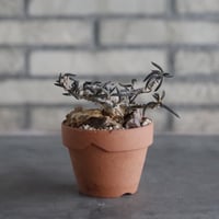 Euphorbia cylindrifolia × YAMABACHI (3号)  no.906/49