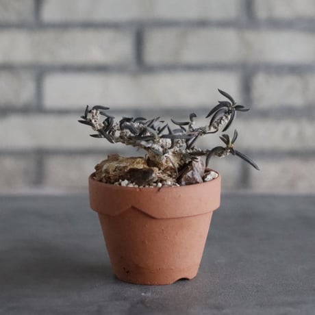 Euphorbia cylindrifolia × YAMABACHI (3号)  no.906/49
