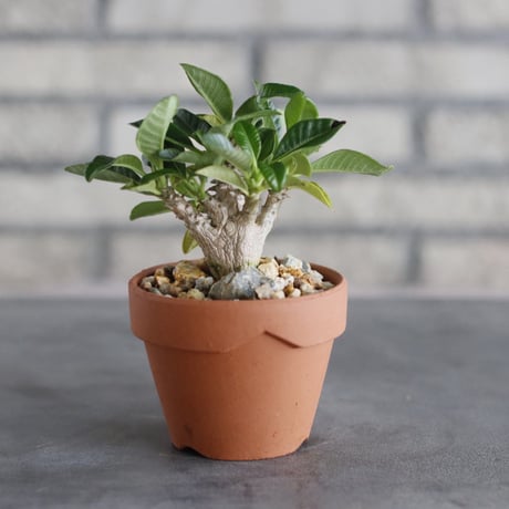 Pachypodium windsorii × YAMABACHI (3号)  no.913/73