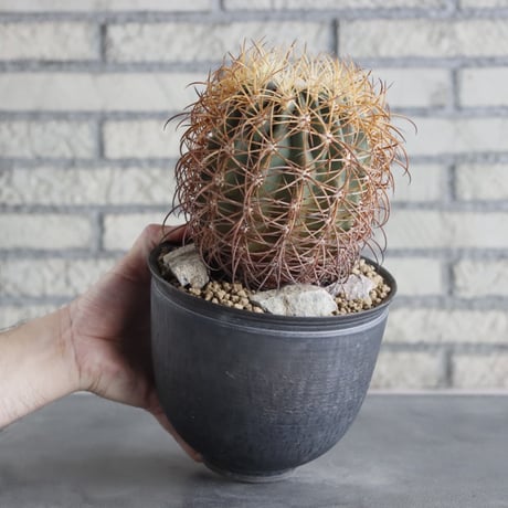 Ferocactus johnstonianus × 陶器鉢(6号)  no.712/5