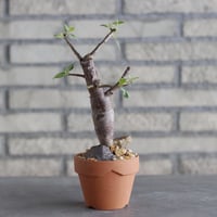 Bursera schlechtendalii × YAMABACHI (3号)  no.1004/119